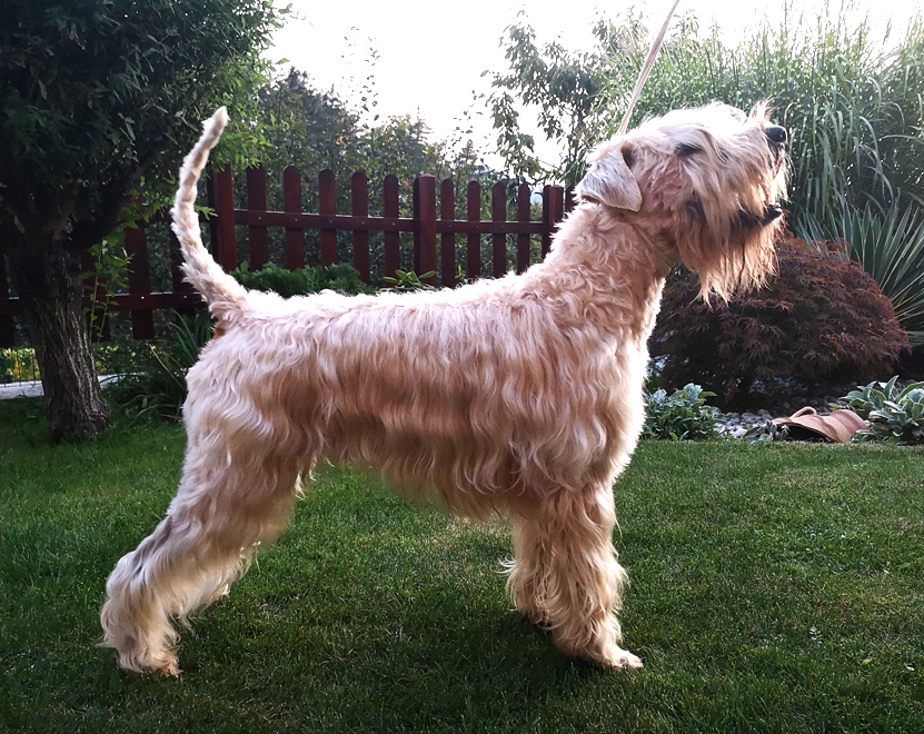 Sire/Oči: Cabernet Sauvignon Soft Party aka Casper